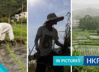 Reviving Lost Local Rice Varieties in Rural Hong Kong: A Pictorial Journey reviving-lost-local-rice-varieties-in-rural-hong-kong-a-pictorial-journey