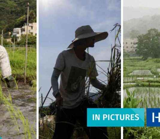 Reviving Lost Local Rice Varieties in Rural Hong Kong: A Pictorial Journey reviving-lost-local-rice-varieties-in-rural-hong-kong-a-pictorial-journey