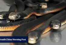 Discovering Over 100 Venomous Snakes in Australian Backyard discovering-over-100-venomous-snakes-in-australian-backyard