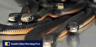 Discovering Over 100 Venomous Snakes in Australian Backyard discovering-over-100-venomous-snakes-in-australian-backyard