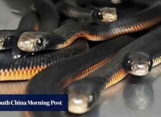 Discovering Over 100 Venomous Snakes in Australian Backyard discovering-over-100-venomous-snakes-in-australian-backyard