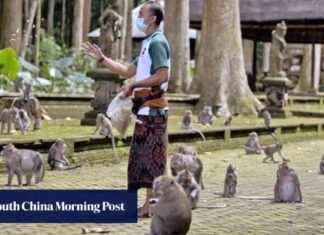 Stay Safe in Bali: Monkey Park Rabies Alert stay-safe-in-bali-monkey-park-rabies-alert