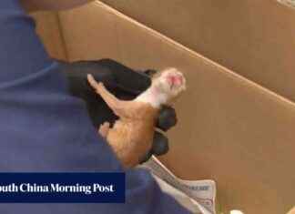 Hong Kong Police Investigate 5 Kittens Found in Plastic Bags hong-kong-police-nvestigate-5-kittens-found-in-plastic-bags