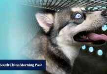 Hong Kong Reduces Quarantine for Mainland Cats and Dogs to 30 Days hong-kong-reduces-quarantine-for-mainland-cats-and-dogs-to-30-days