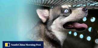 Hong Kong Reduces Quarantine for Mainland Cats and Dogs to 30 Days hong-kong-reduces-quarantine-for-mainland-cats-and-dogs-to-30-days