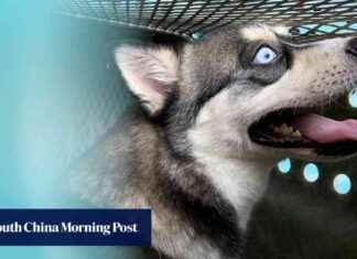 Hong Kong Reduces Quarantine for Mainland Cats and Dogs to 30 Days hong-kong-reduces-quarantine-for-mainland-cats-and-dogs-to-30-days