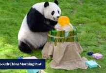 Preserving Panda Population in Qatar: Hongkonger’s Contribution preserving-panda-population-in-qatar-hongkongers-contribution