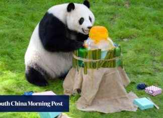 Preserving Panda Population in Qatar: Hongkonger’s Contribution preserving-panda-population-in-qatar-hongkongers-contribution