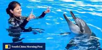 Rita the Indo-Pacific Bottlenose Dolphin Passes Away at Hong Kong’s Ocean Park rita-the-ndo-pacific-bottlenose-dolphin-passes-away-at-hong-kongs-ocean-park