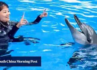 Rita the Indo-Pacific Bottlenose Dolphin Passes Away at Hong Kong’s Ocean Park rita-the-ndo-pacific-bottlenose-dolphin-passes-away-at-hong-kongs-ocean-park