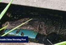 Unusual Discovery: Lizard Found Eating Abandoned Baby near Bangkok unusual-discovery-lizard-found-eating-abandoned-baby-near-bangkok