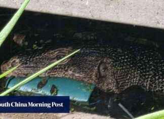Unusual Discovery: Lizard Found Eating Abandoned Baby near Bangkok unusual-discovery-lizard-found-eating-abandoned-baby-near-bangkok